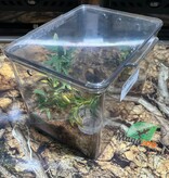 Magazoo White knee tarantula  (1'') Sold with enclosure- Acanthoscurria geniculata