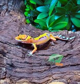 Magazoo Gecko léopard Firebold Femelle 05/03/26