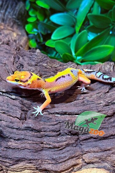 Magazoo Female Firebold Leopard gecko 03/05/26