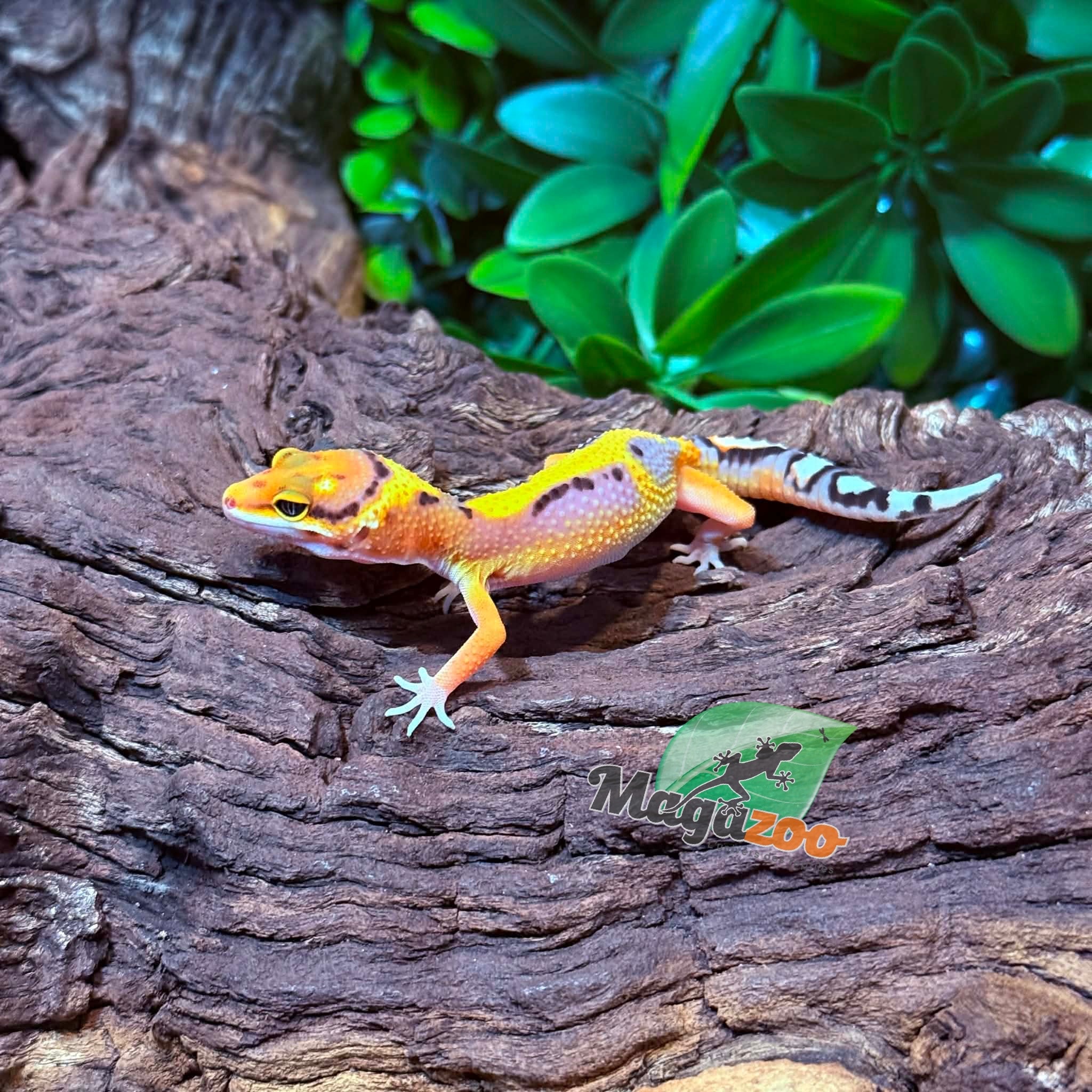 Magazoo Gecko léopard Firebold Femelle 05/03/26