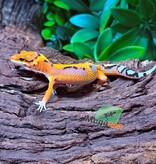 Magazoo Gecko léopard Firebold Femelle 05/03/26
