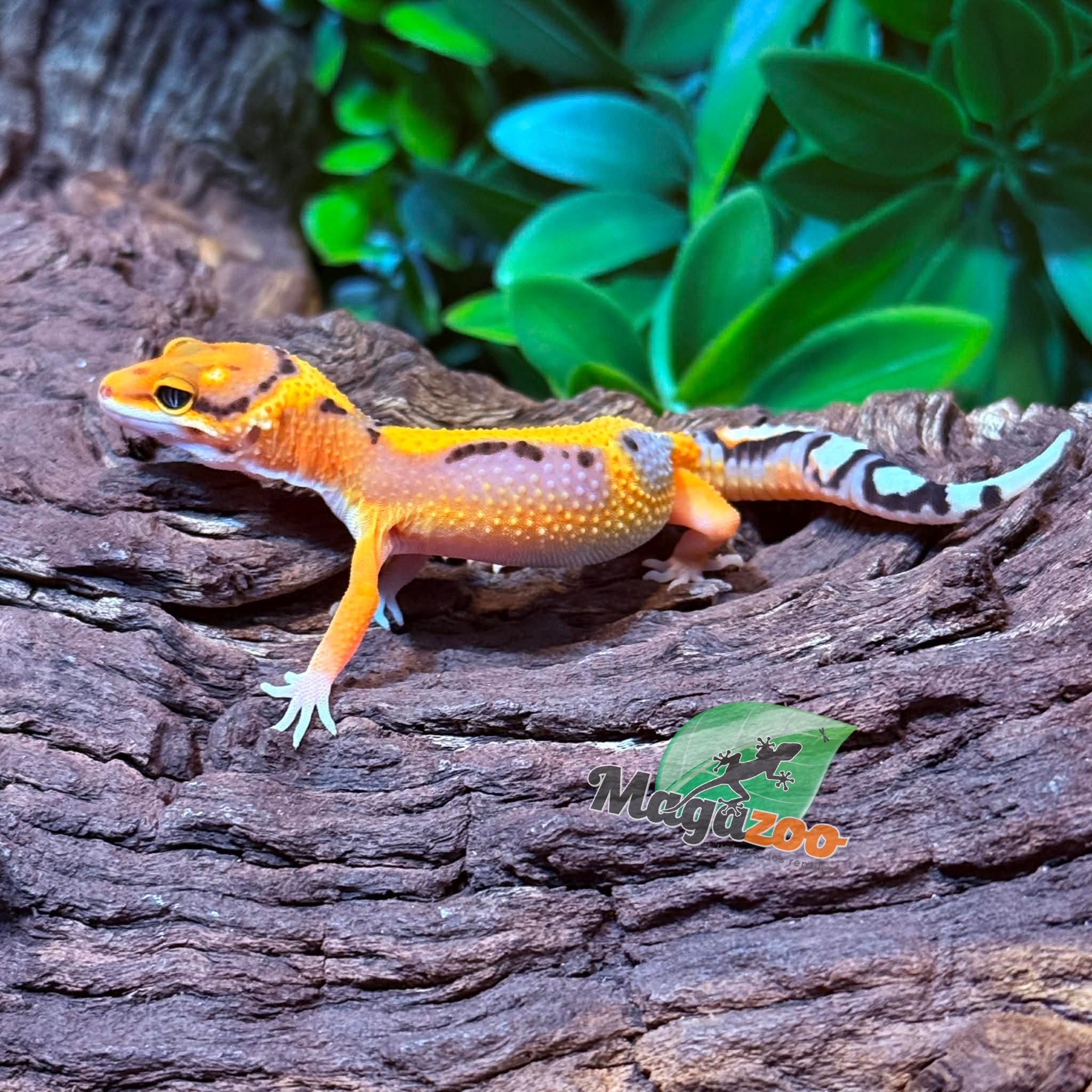 Magazoo Female Firebold Leopard gecko 03/05/26