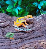 Magazoo Female Firebold Leopard gecko 03/05/26