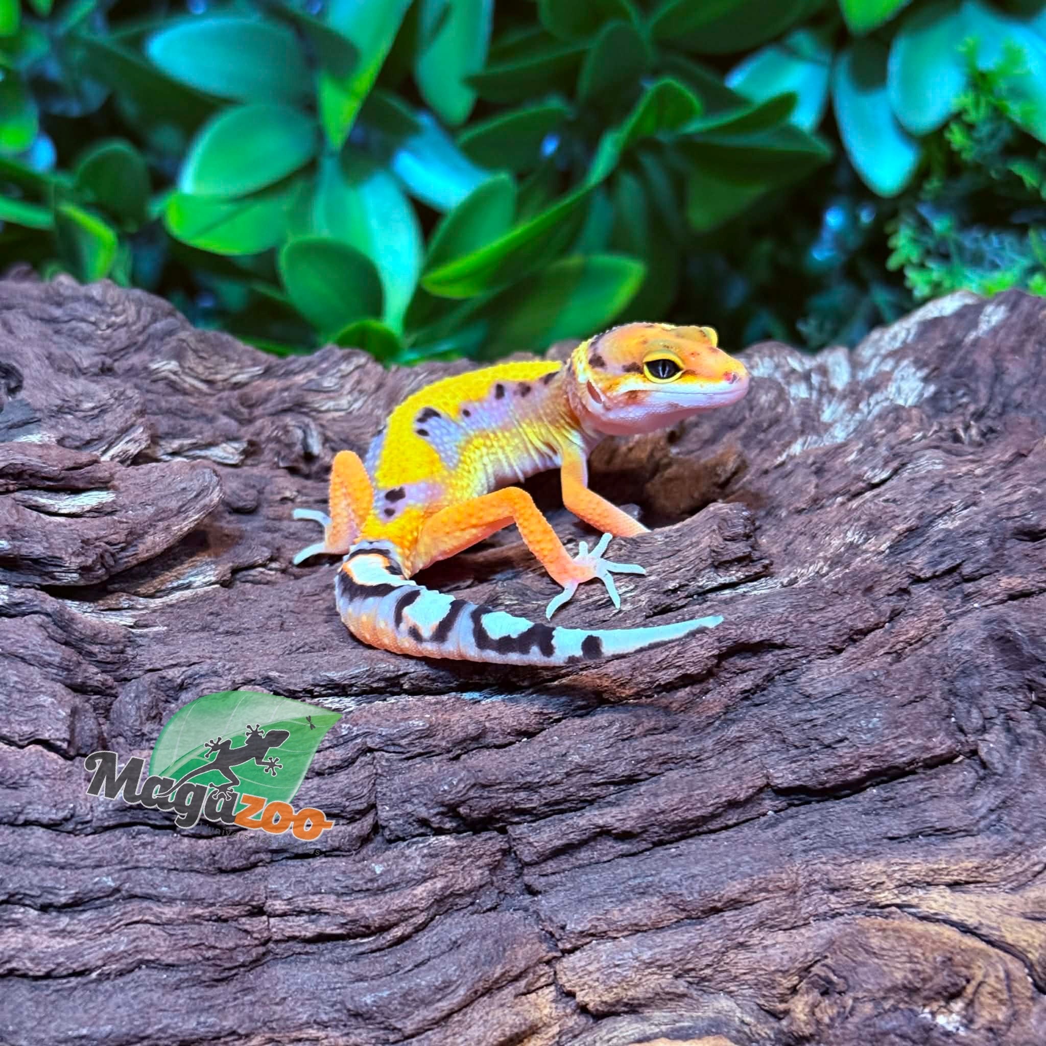 Magazoo Female Firebold Leopard gecko 03/05/26