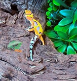 Magazoo Gecko léopard Firebold Femelle 05/03/26