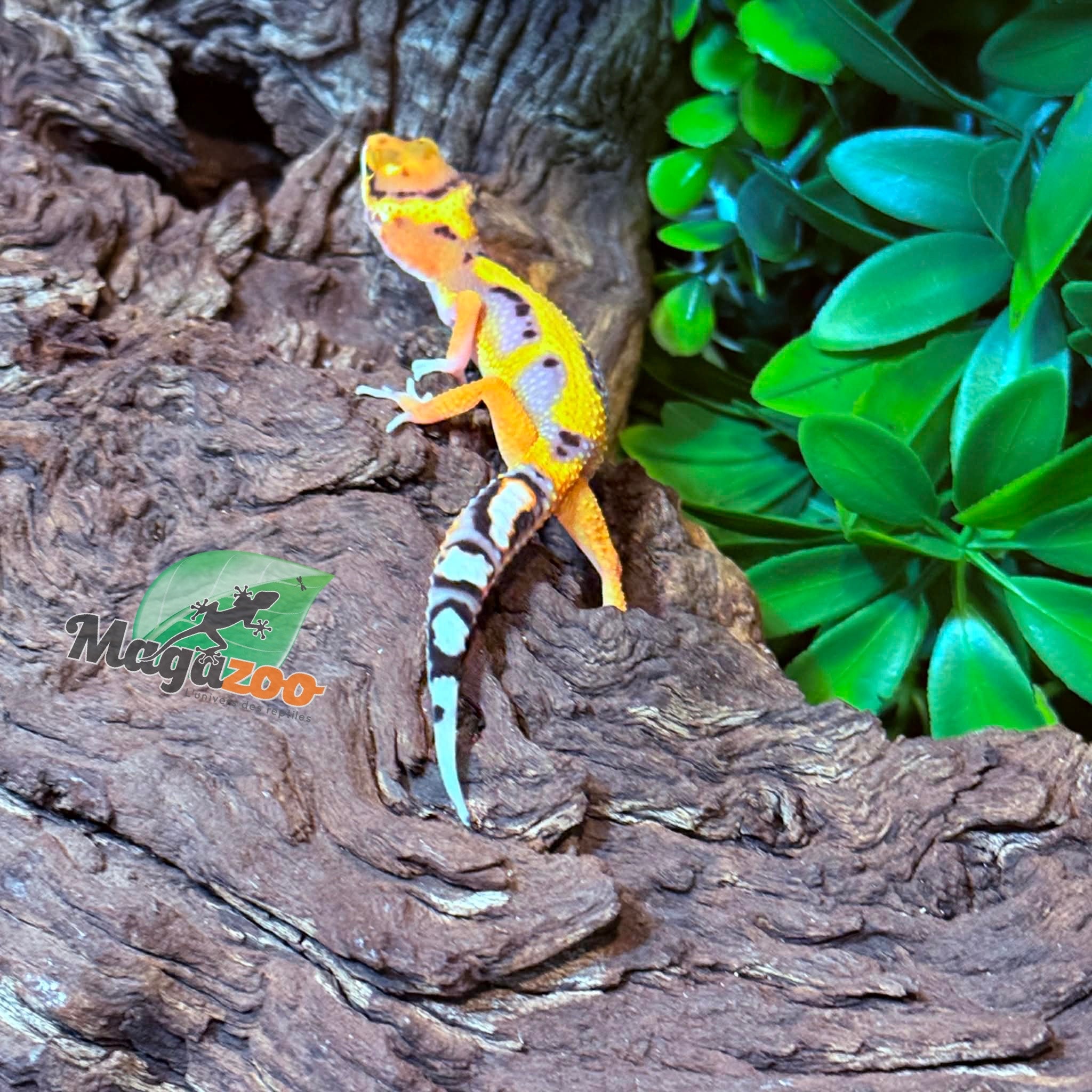 Magazoo Female Firebold Leopard gecko 03/05/26