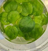 Magazoo Plante Petit Nénuphar / Flottante European frog bit