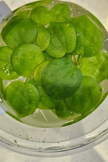Magazoo Small Water Lily Plant / Floating European frog bit