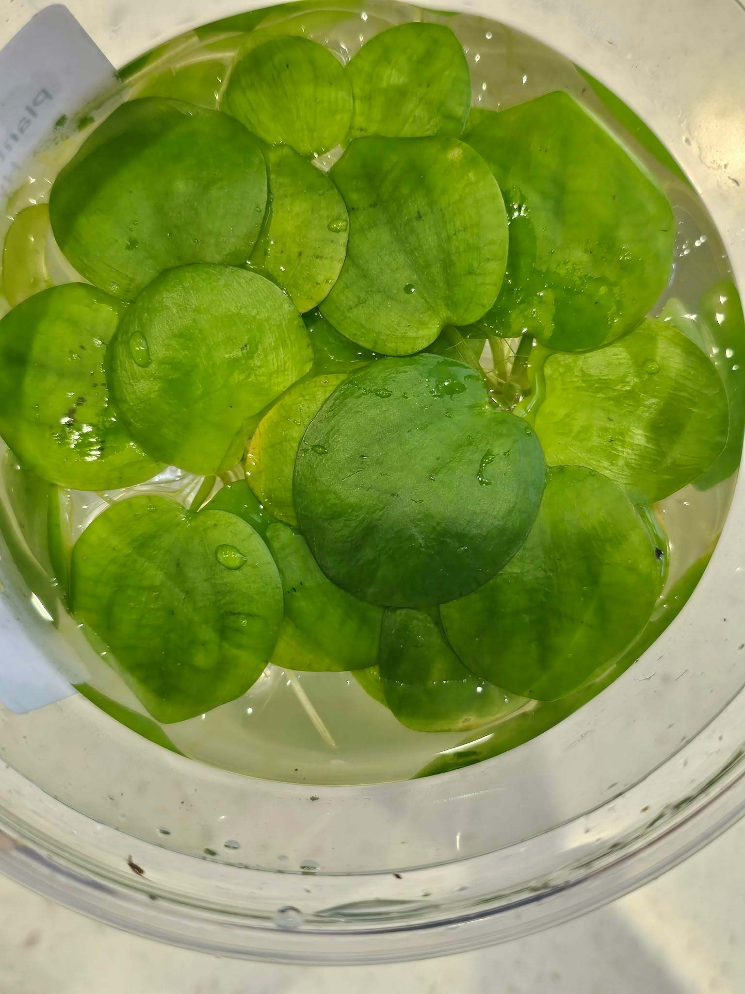 Magazoo Plante Petit Nénuphar / Flottante European frog bit