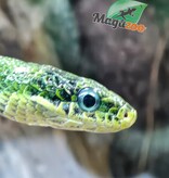 Magazoo Female Green racer snake (apx. 3 years old) (Gonyosoma prasinum)