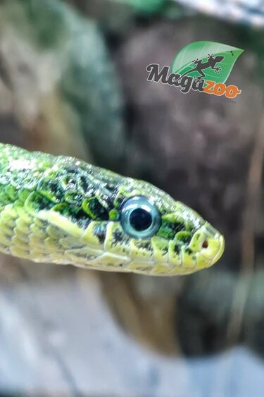 Magazoo Serpent ratier vert Femelle (apx. 3 ans) (Gonyosoma prasinum)
