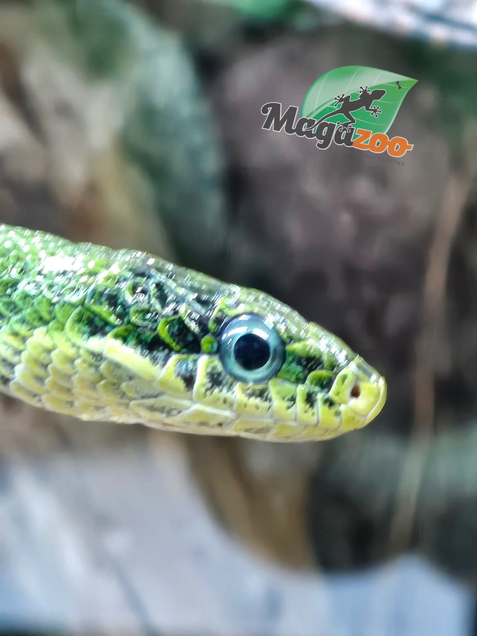 Magazoo Serpent ratier vert Femelle (apx. 3 ans) (Gonyosoma prasinum)