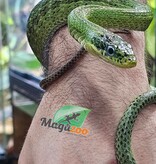 Magazoo Serpent ratier vert Femelle (apx. 3 ans) (Gonyosoma prasinum)