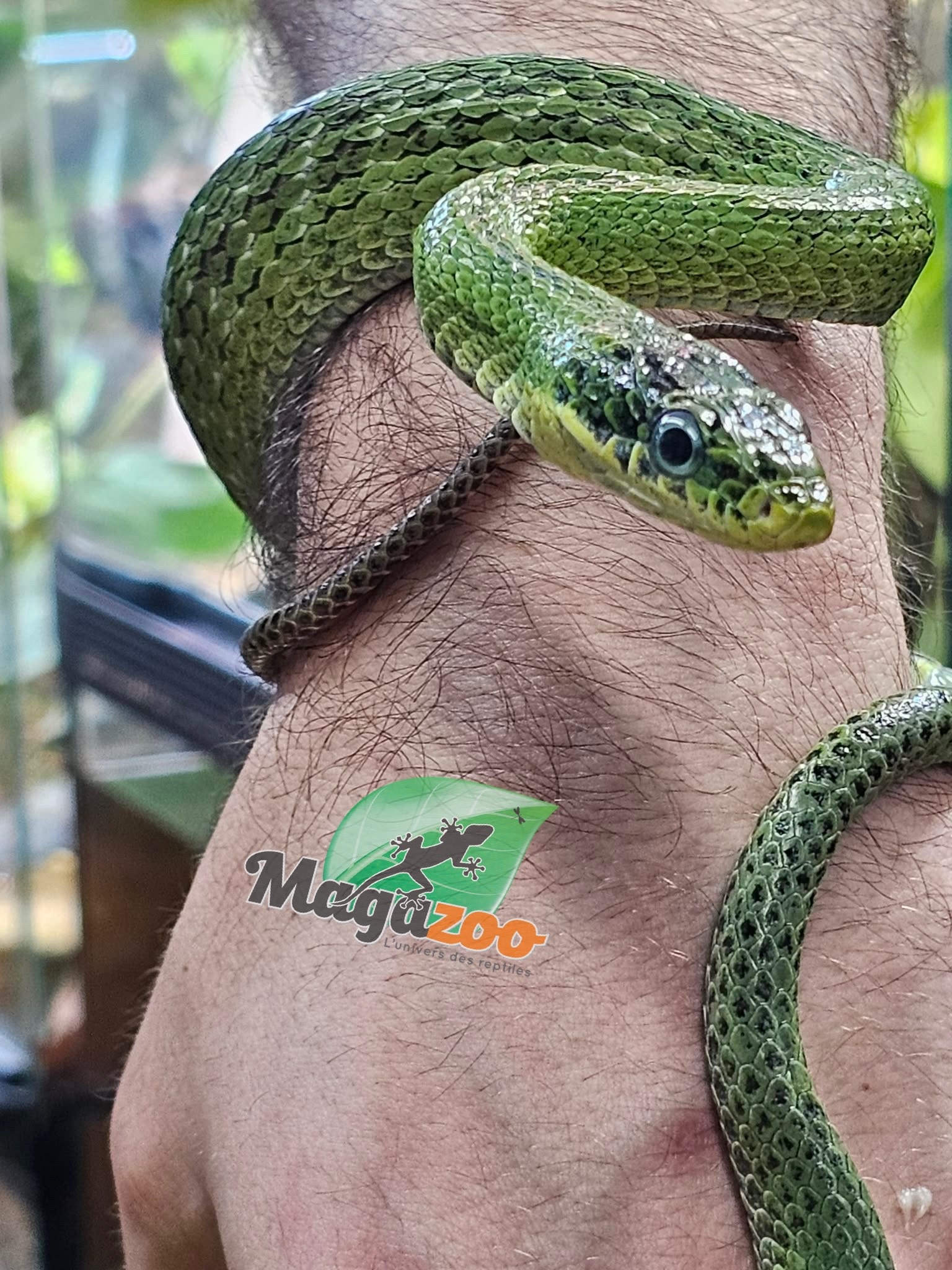 Magazoo Serpent ratier vert Femelle (apx. 3 ans) (Gonyosoma prasinum)