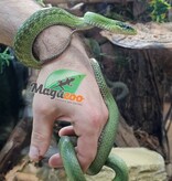 Magazoo Serpent ratier vert Femelle (apx. 3 ans) (Gonyosoma prasinum)