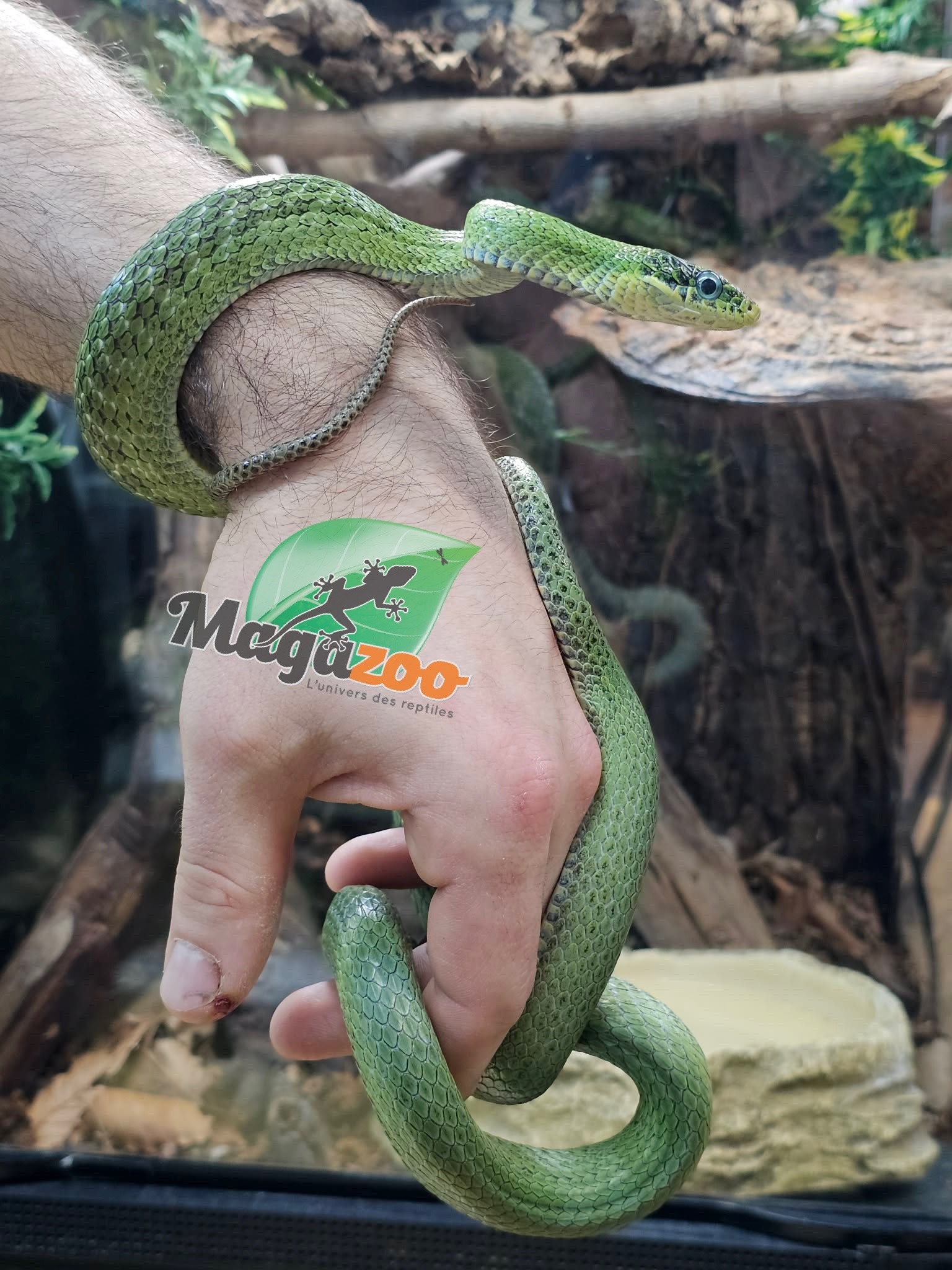 Magazoo Female Green racer snake (apx. 3 years old) (Gonyosoma prasinum)