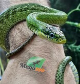 Magazoo Serpent ratier vert Femelle (apx. 3 ans) (Gonyosoma prasinum)