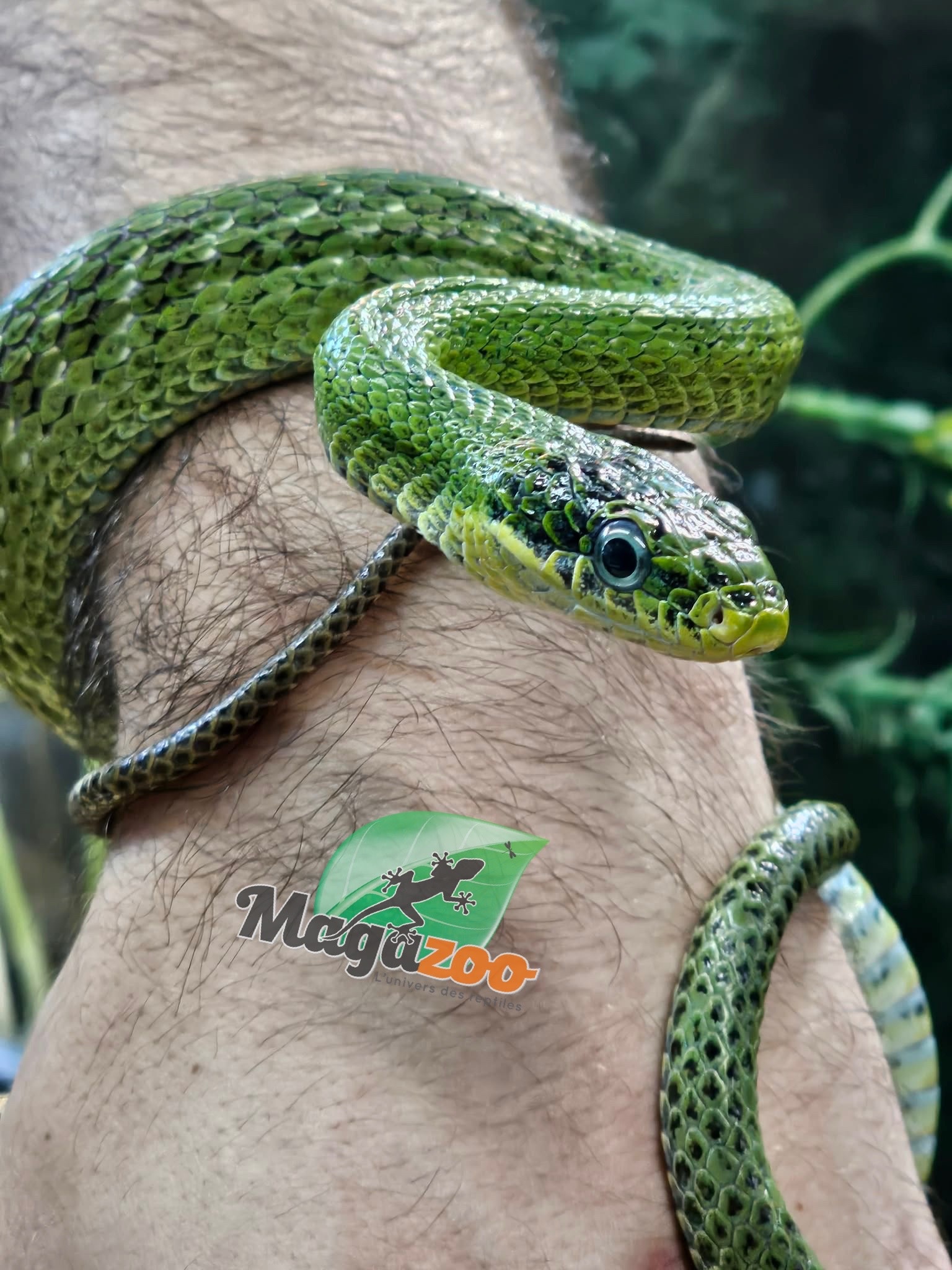 Magazoo Female Green racer snake (apx. 3 years old) (Gonyosoma prasinum)