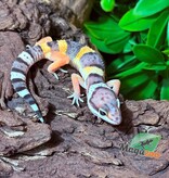 Magazoo Gecko léopard Blacknight Electric Femelle 14/03/26