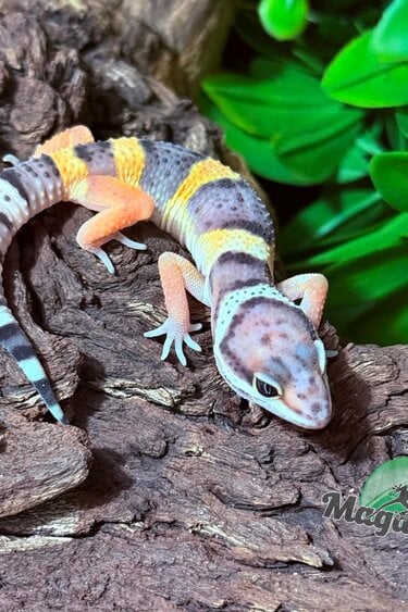 Magazoo Female Blacknight Electric Leopard gecko 03/14/26