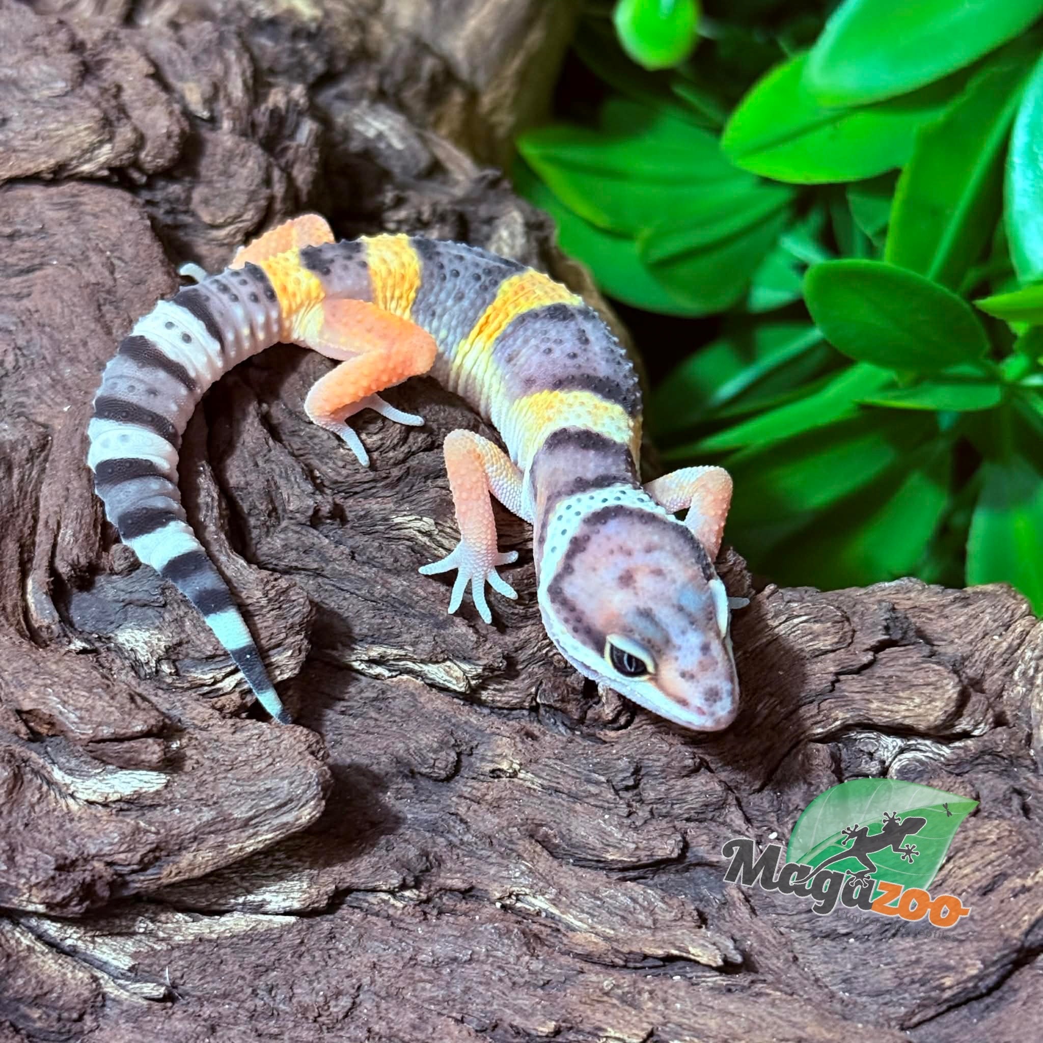 Magazoo Female Blacknight Electric Leopard gecko 03/14/26