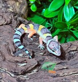 Magazoo Female Blacknight Electric Leopard gecko 03/14/26