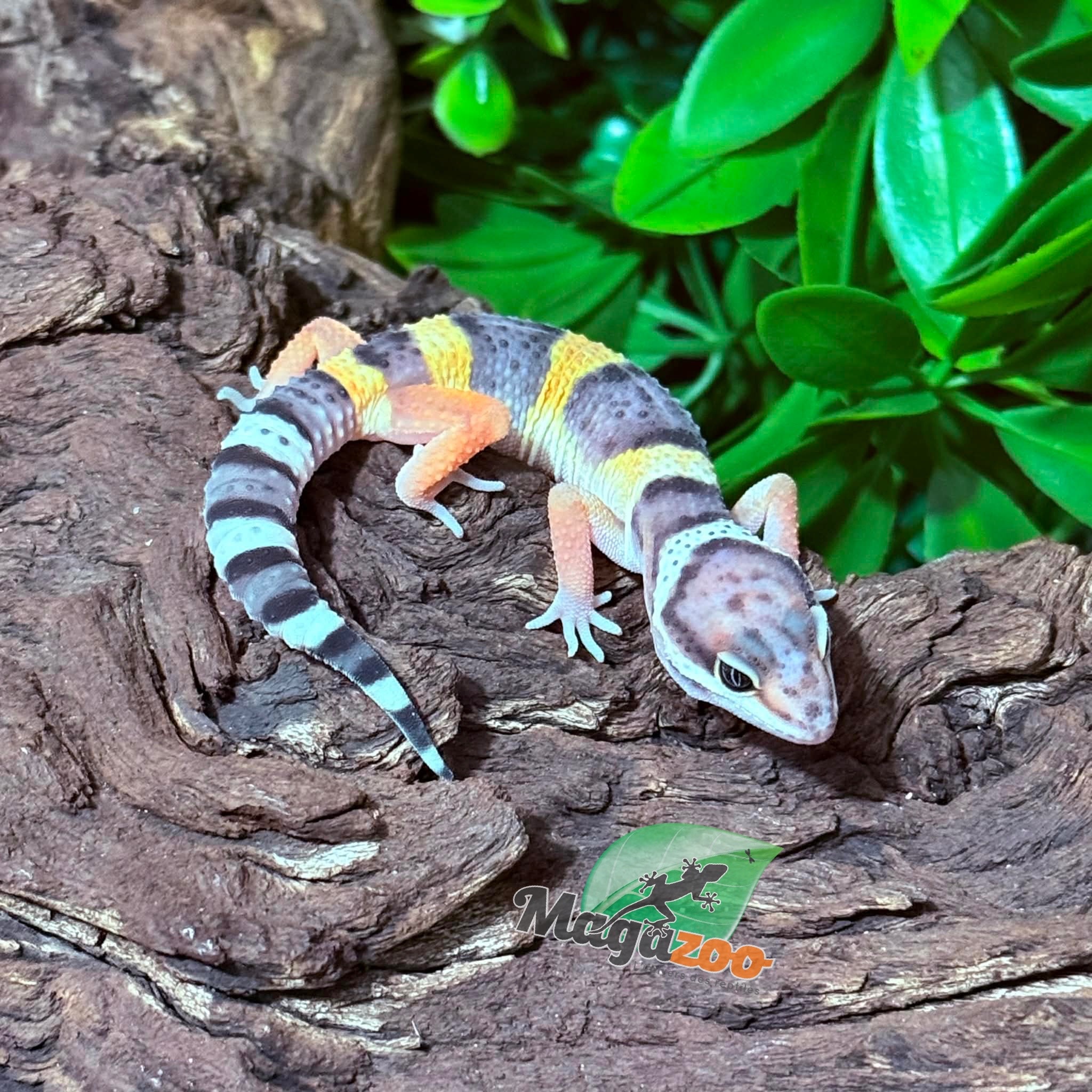 Magazoo Female Blacknight Electric Leopard gecko 03/14/26