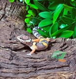 Magazoo Female Blacknight Electric Leopard gecko 03/14/26