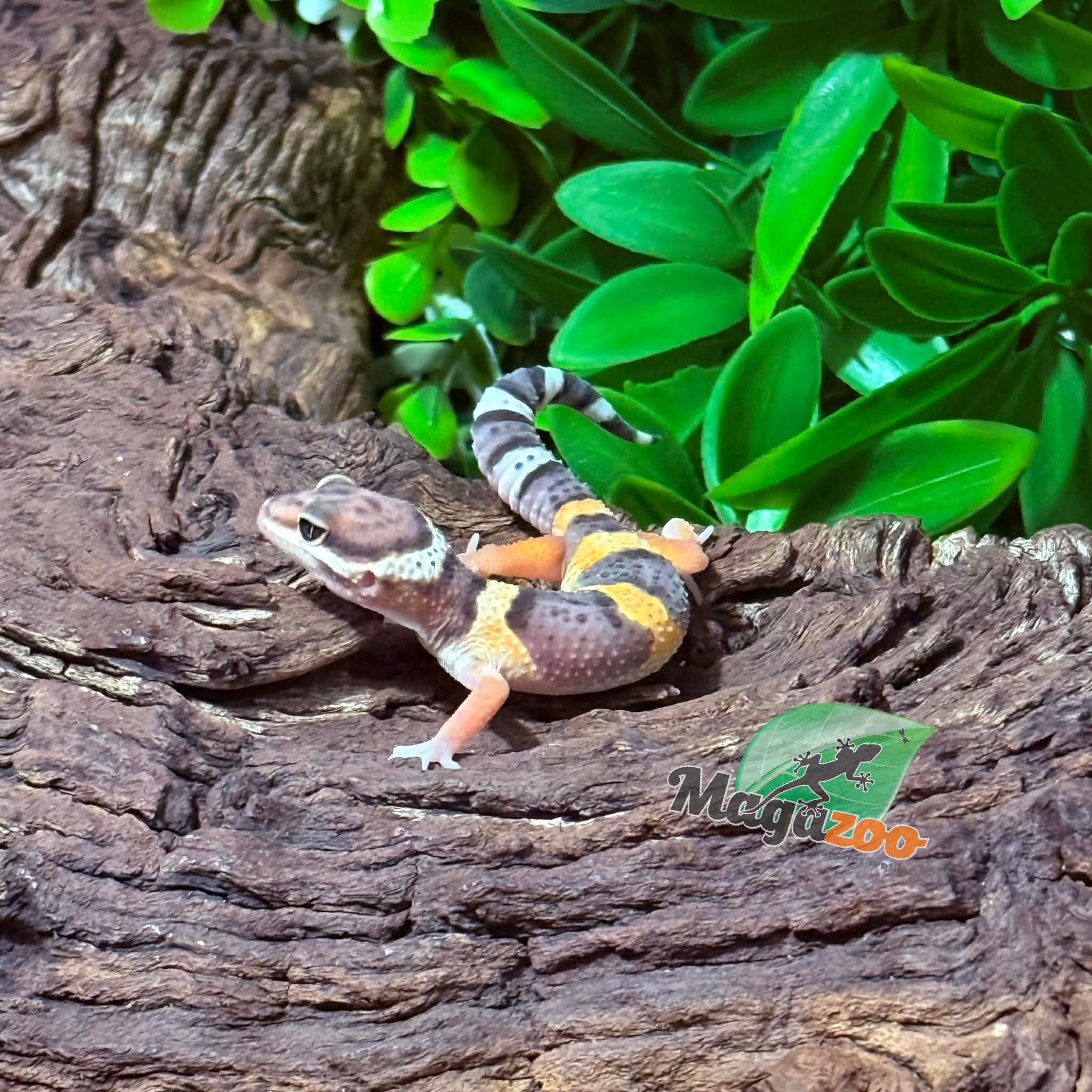 Magazoo Female Blacknight Electric Leopard gecko 03/14/26