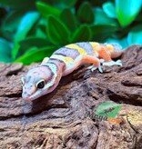 Magazoo Gecko léopard Blacknight Electric Femelle 14/03/26