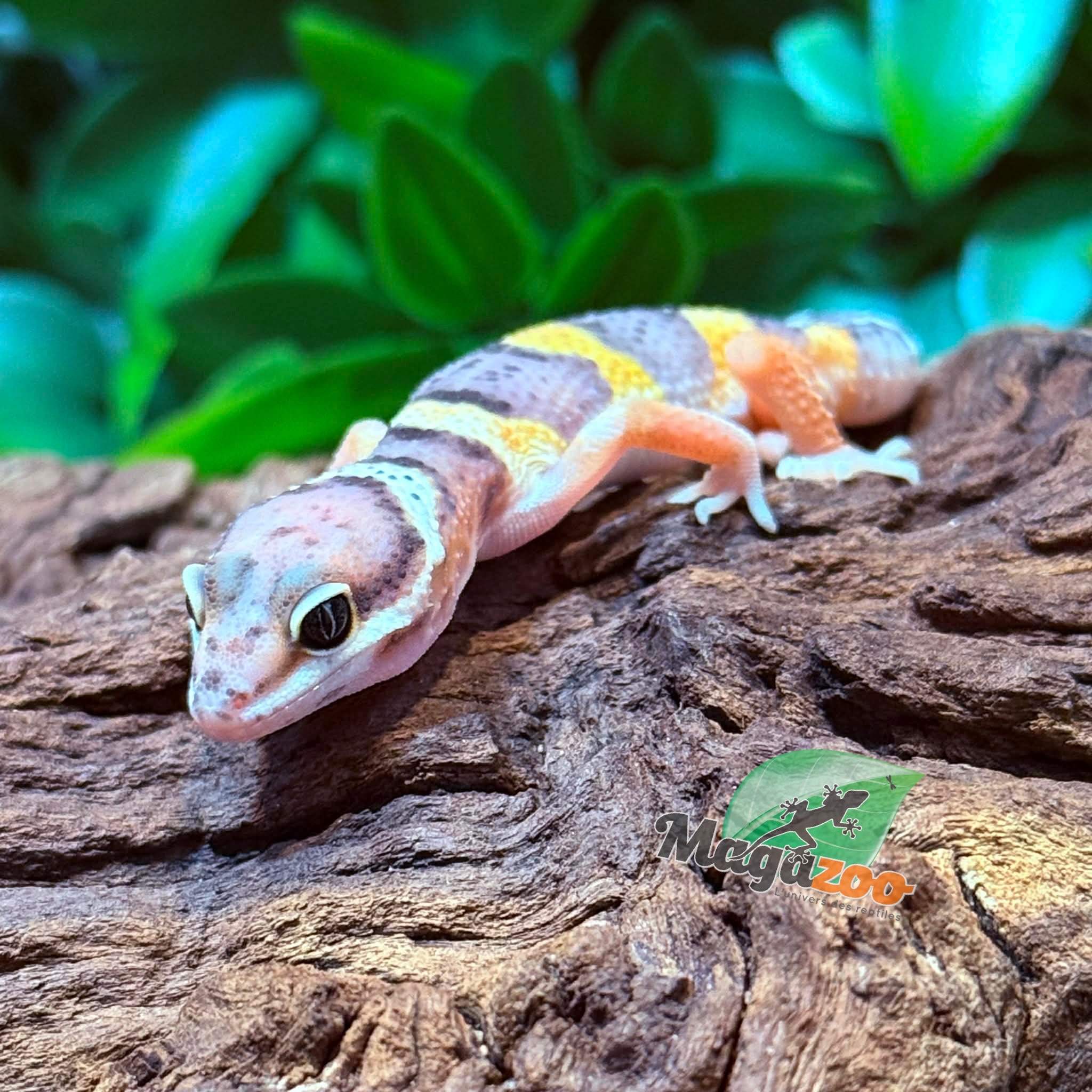 Magazoo Female Blacknight Electric Leopard gecko 03/14/26