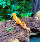 Magazoo Gecko léopard Firebold x Red Diamond Mâle  25/01/26