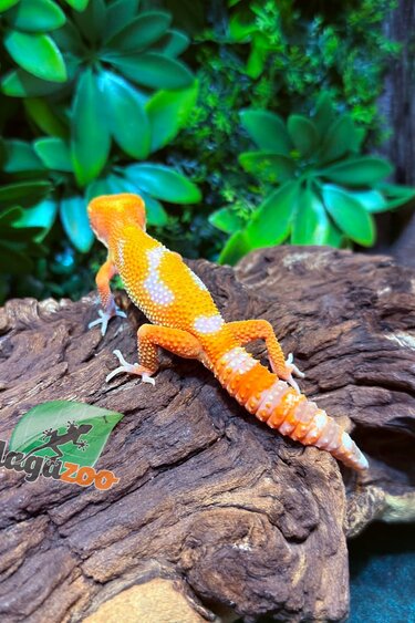Magazoo Gecko léopard Firebold x Red Diamond Mâle  25/01/26