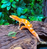 Magazoo Male Firebold x Red Diamond Leopard gecko 01/25/26