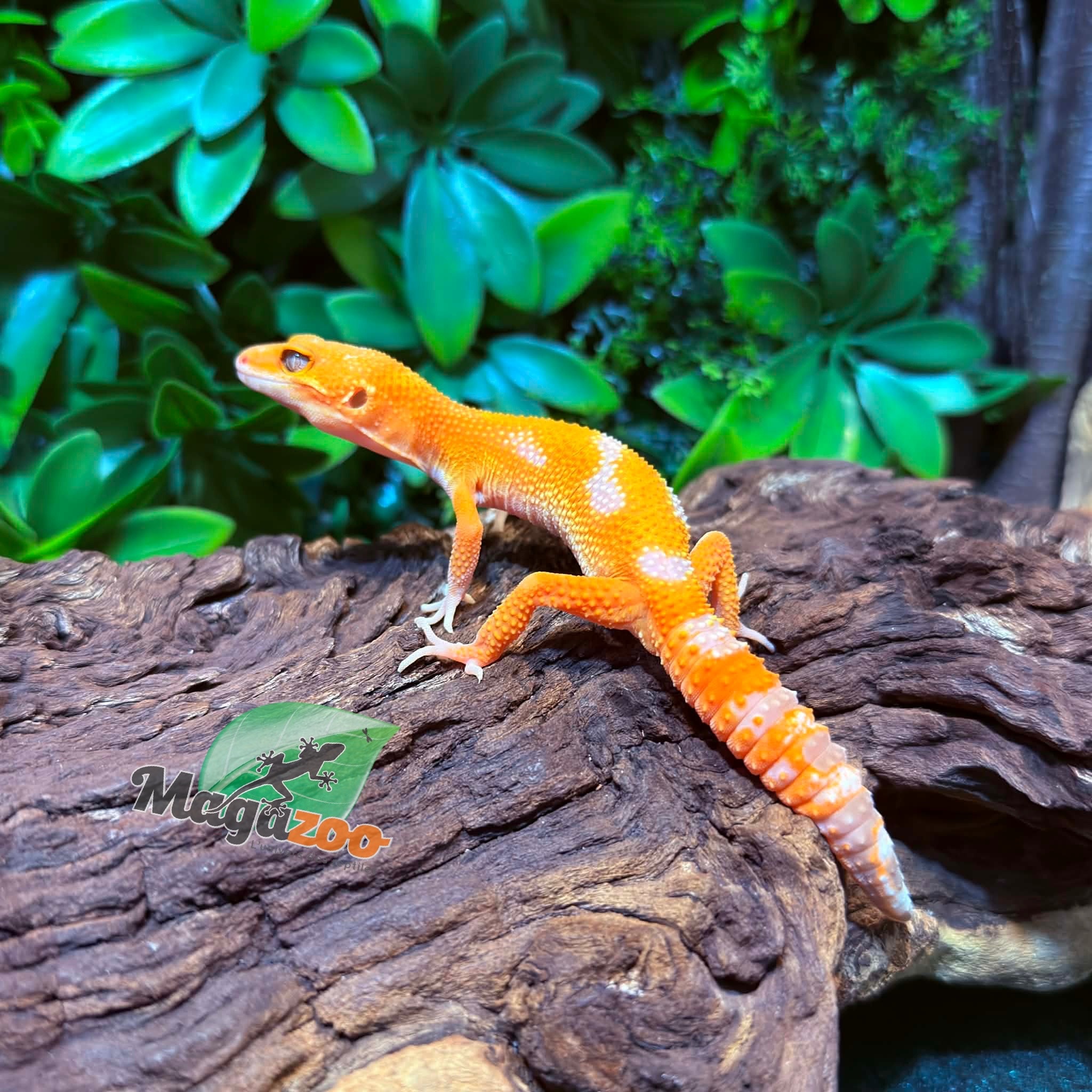 Magazoo Gecko léopard Firebold x Red Diamond Mâle  25/01/26