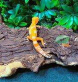 Magazoo Male Firebold x Red Diamond Leopard gecko 01/25/26