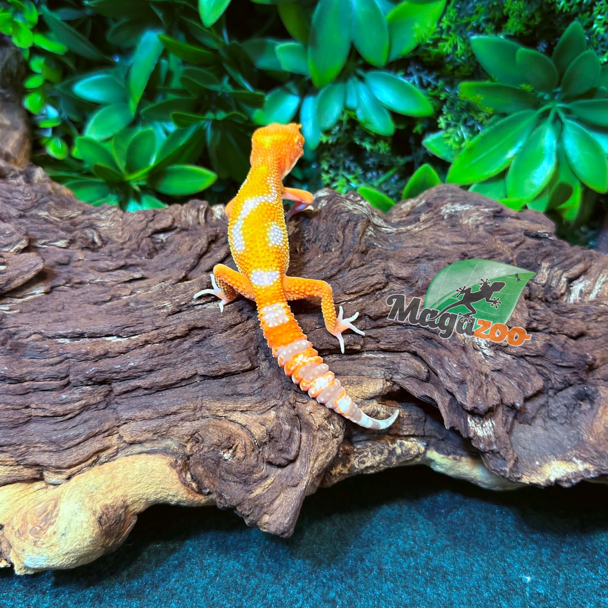 Magazoo Gecko léopard Firebold x Red Diamond Mâle  25/01/26