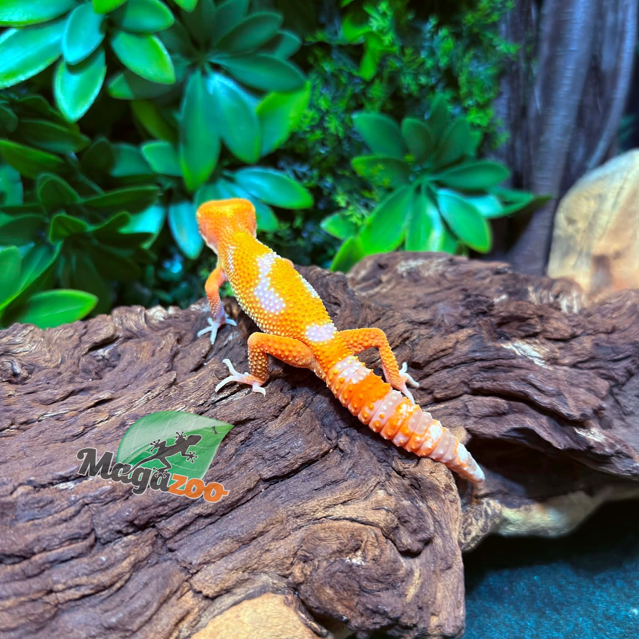 Magazoo Gecko léopard Firebold x Red Diamond Mâle  25/01/26