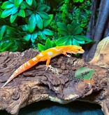 Magazoo Gecko léopard Firebold x Red Diamond Mâle  25/01/26
