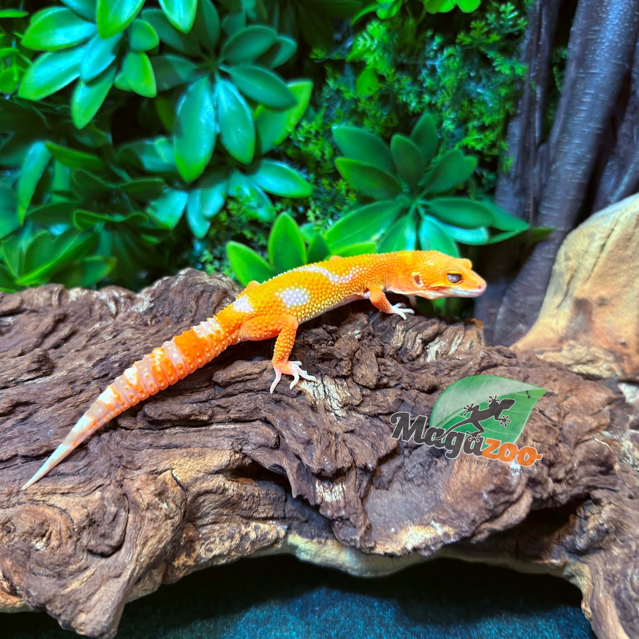 Magazoo Male Firebold x Red Diamond Leopard gecko 01/25/26