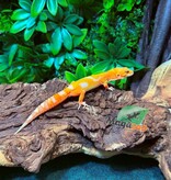 Magazoo Gecko léopard Firebold x Red Diamond Mâle  25/01/26