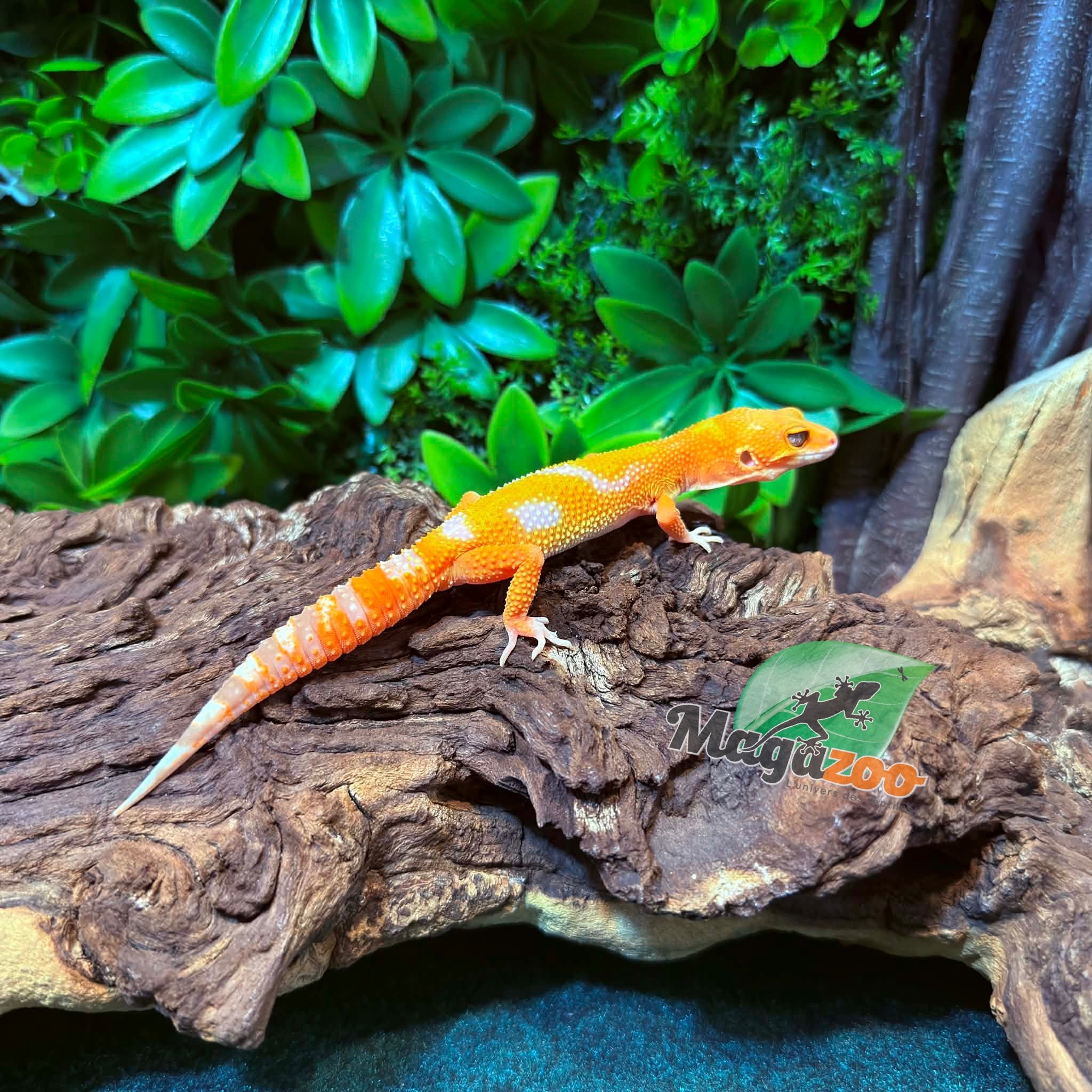 Magazoo Male Firebold x Red Diamond Leopard gecko 01/25/26