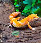 Magazoo Male Firebold x Red Diamond Leopard gecko 01/25/26