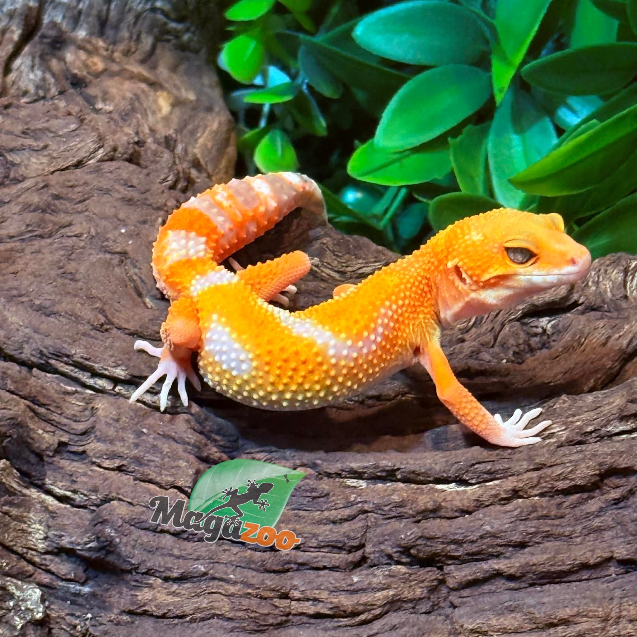 Magazoo Gecko léopard Firebold x Red Diamond Mâle  25/01/26