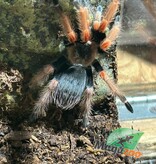 Magazoo Mygale “beauté orange'' mexicaine Femelle 2.5''/Brachypelma baumgarteni