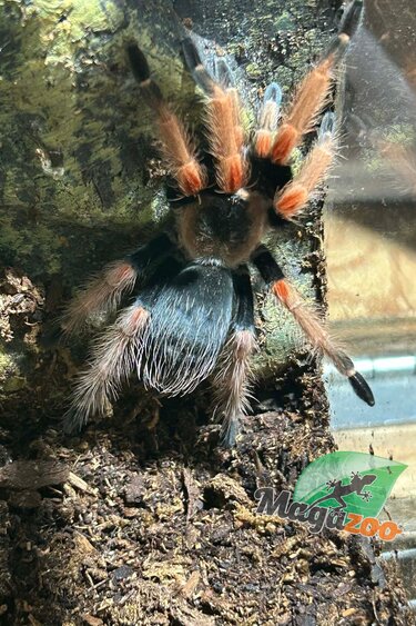 Magazoo Female Mexican orange beauty tarantula 2.5''/Brachypelma baumgarteni