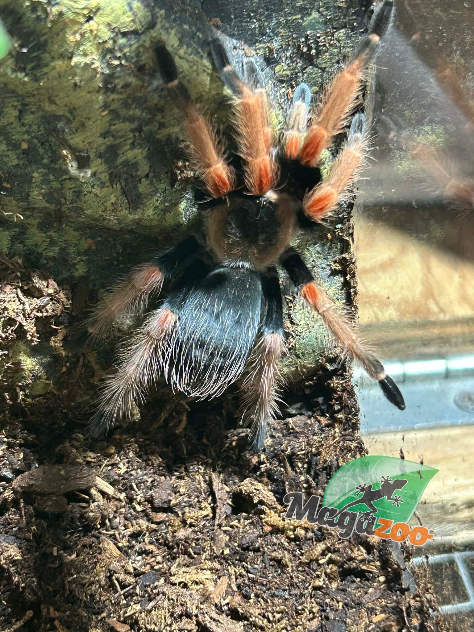 Magazoo Mygale “beauté orange'' mexicaine Femelle 2.5''/Brachypelma baumgarteni