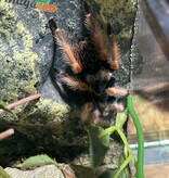 Magazoo Mygale “beauté orange'' mexicaine Femelle 2.5''/Brachypelma baumgarteni