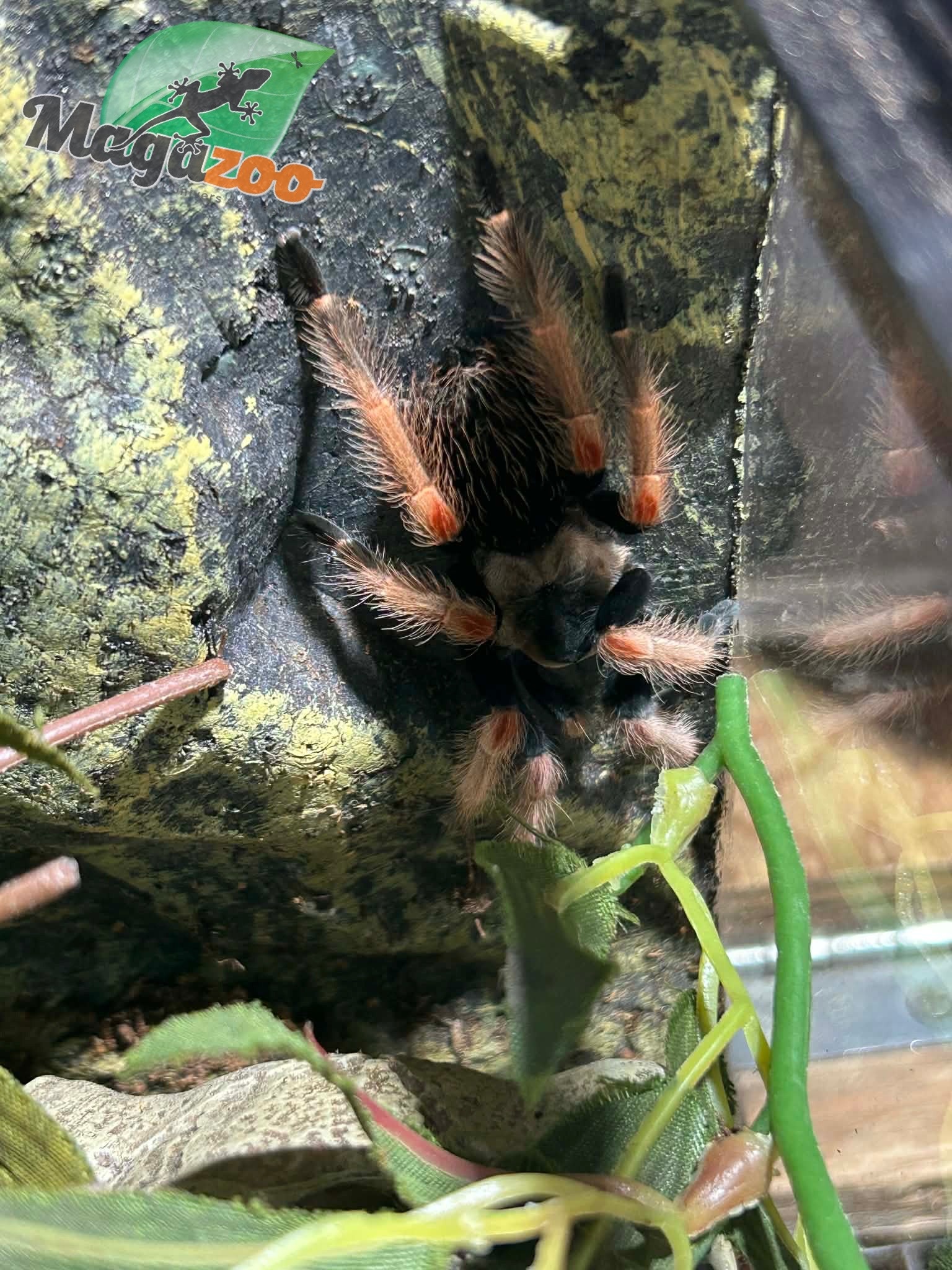 Magazoo Mygale “beauté orange'' mexicaine Femelle 2.5''/Brachypelma baumgarteni