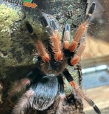 Magazoo Mygale “beauté orange'' mexicaine Femelle 2.5''/Brachypelma baumgarteni